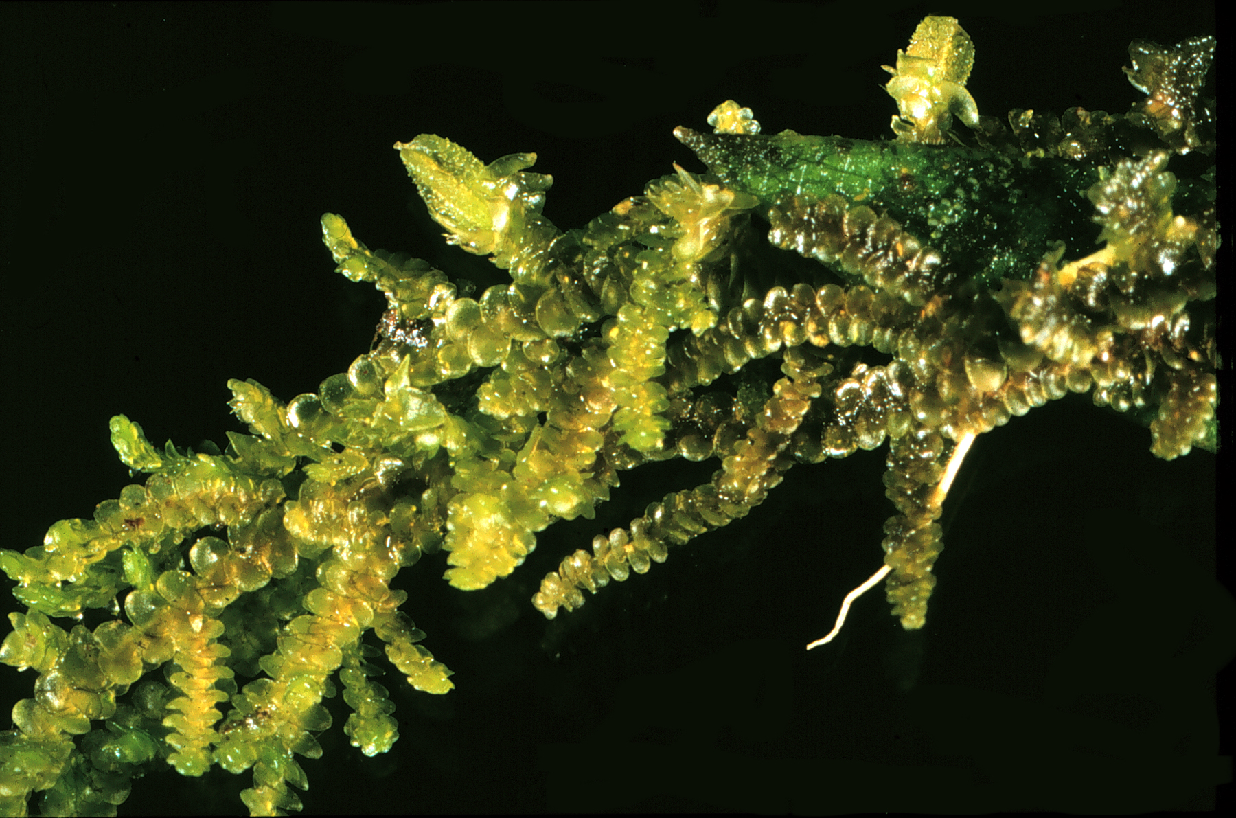 Nonvascular Plants Liverworts